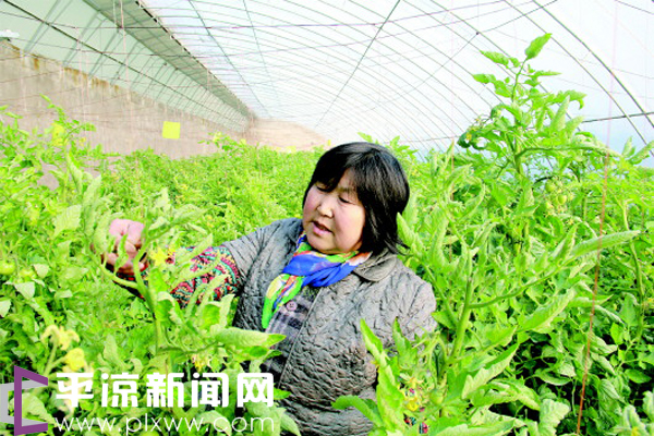 泾川蔬菜种植总面积达16.58万亩